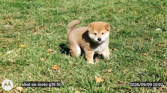 Dwoje szczeniąt Shiba Inu ur.07.08.2026r. - 11