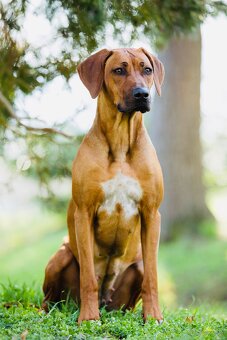Rhodesian Ridgeback s pp - 11