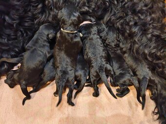 Czarny terier rosyjski - szczeniak - 11