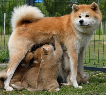 Akita Inu Akita japońska ZKWP FCI po Championie - 11
