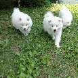Samoyed szczenięta - 11