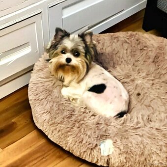 York Mikołaj z Bajki - do Kochania. Cudak. - 11