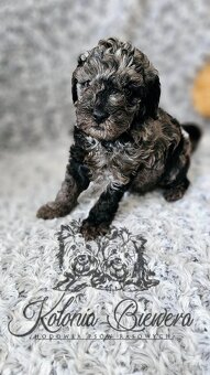Pudel Toy/Miniaturowy Blue Merle adania Genetyczne Paszport - 11