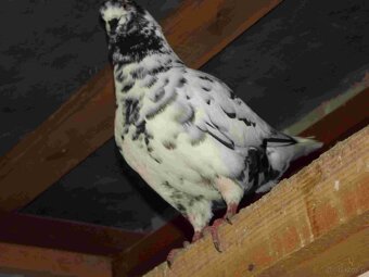 sprzedam gołębie - 11