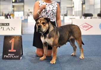 Dog Z Majorki Ca De Bou - 11