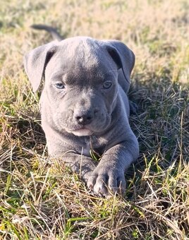 American Bully Standard - 11