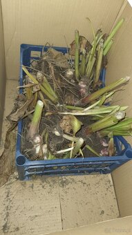 Kanny czerwone świeżo wykopane - 11