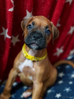 Boxer szczeniak rodowód bokser - 11