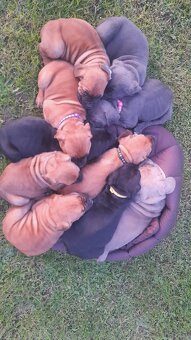 Sprzedam pieski Cane Corse - 11