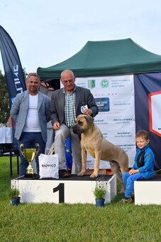 Cane Corso Suka z rodowodem FCI - 11