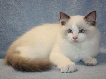 RAGDOLL koťátka: - 11