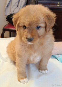 Nova Scotia Duck Tolling Retriever - szczeniaki - 11