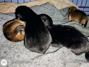 Shiba Inu + Nowy miot + Rezerwacja szczeniąt - 11