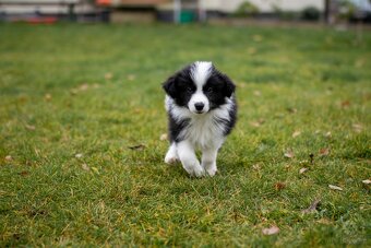 Border collie szczenięta hodowla Anidamara FCI - 11