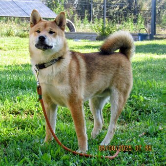 Shiba Inu, czerwony piesek mocno czernią przyprószony - 11