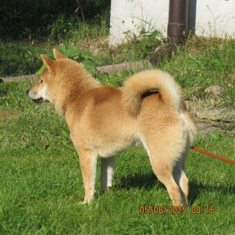 Shiba Inu, czerwony piesek - 11