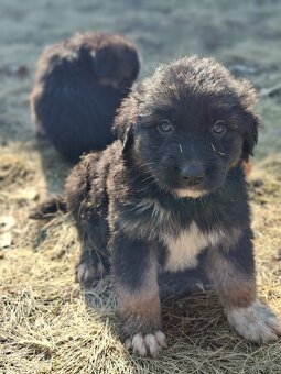 Oddam szczeniaczki za darmo - 11