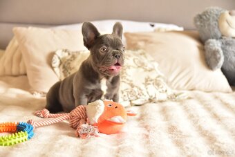 Buldog francuski sunia lilac - 11