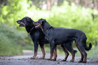 Beauceron - Owczarek francuski z rodowodem - 11