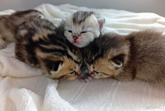 Cudowne Kocie Maleństwa Szkockie Szynszyle - 11