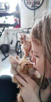 Maine Coon kocięta - 11