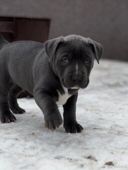 American bully XL s PP - 11