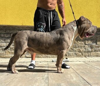 American Bully Xl - 11