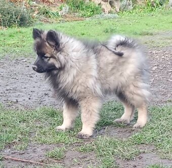 Wilczy szpic / Keeshond polecam rodowodowe szczenieta - 11