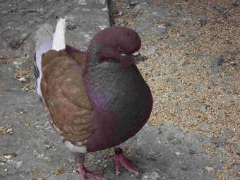 sprzedam gołębie - 11