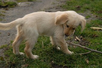 Golden Retriever - 11