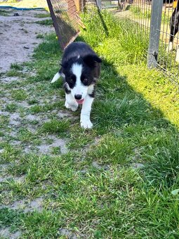 Piesek border collie czarno biały - 11