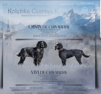 Niebieski spaniel pikardyjski FCI (wyżeł,płochacz) - 11