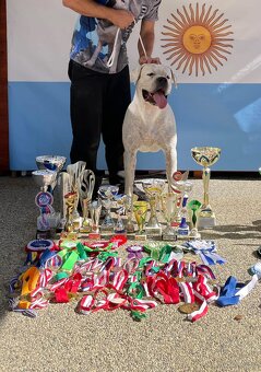 Dog Argentyński z PP, szczenięta dogo argentino  REZERWACJE - 11