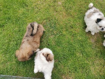 Pekińczyk Pekińczyki Nie Shih Tzu - 11