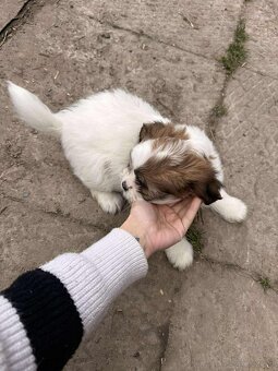 Szczeniaki shih tzu - 11