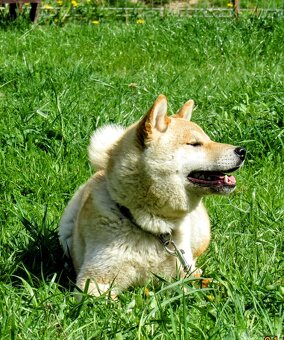 Shiba Inu, dziesięciomiesięczny, czerwony piesek - 11