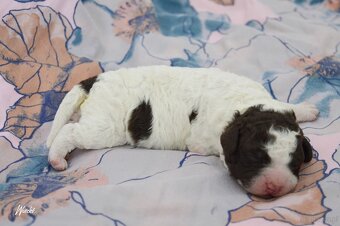 Hiszpański pies dowodny - z rodowodem FCI - 11