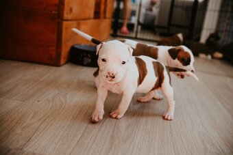 Szczenięta amstaff - 11