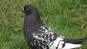 sprzedam gołębie - 11