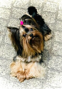 York Biewer - cudna suczka po sprawdzonych przodkach. - 11