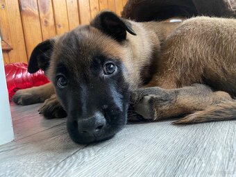 Owczarek belgijski - 11