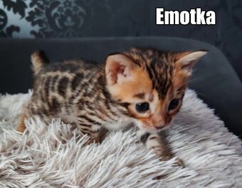 Kotka bengalskie z rodowodem - 11
