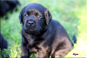 Labrador retriever czarne szczenięta - 11
