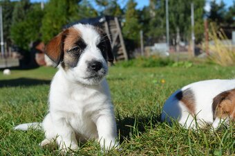 Jack Russell Terier  FCI s PP - 11