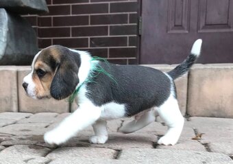 Beagle / Bigle - szczenięta rodowodowe ZKwP / FCI po Champio - 11