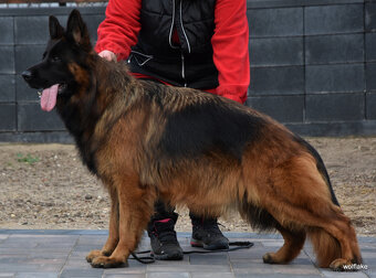 Owczarek niemiecki długowłosy ZKwP FCI - 11