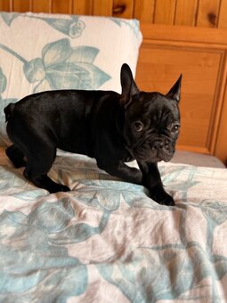 Buldog francuski gotowe do odbioru - 11