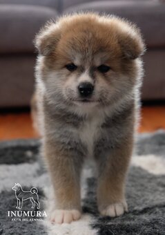 Akita Inu akita japońska szczenięta - 11