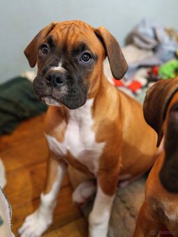 Bokser szczeniaki - 11