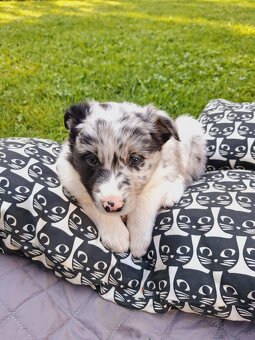 Border Collie czarno biała i Blue Merle - 11